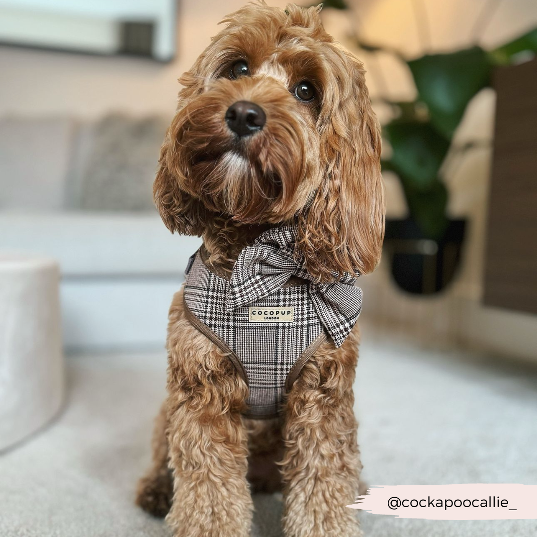 Pup Plaid Adjustable Neck HARNESS