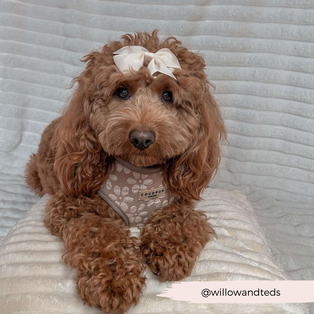 Luxe Adjustable Neck HARNESS- Mocha Flower