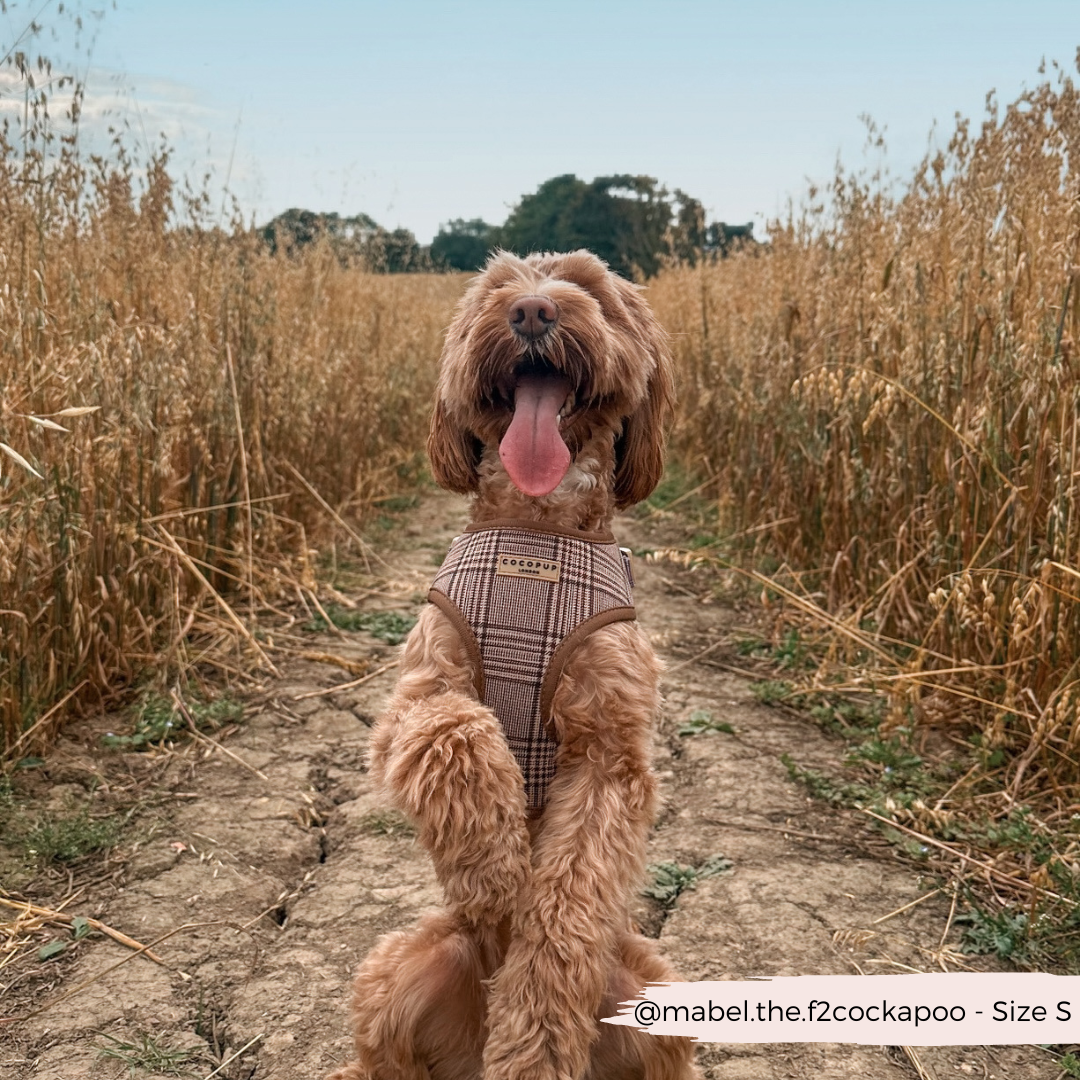 Pup Plaid Adjustable Neck HARNESS