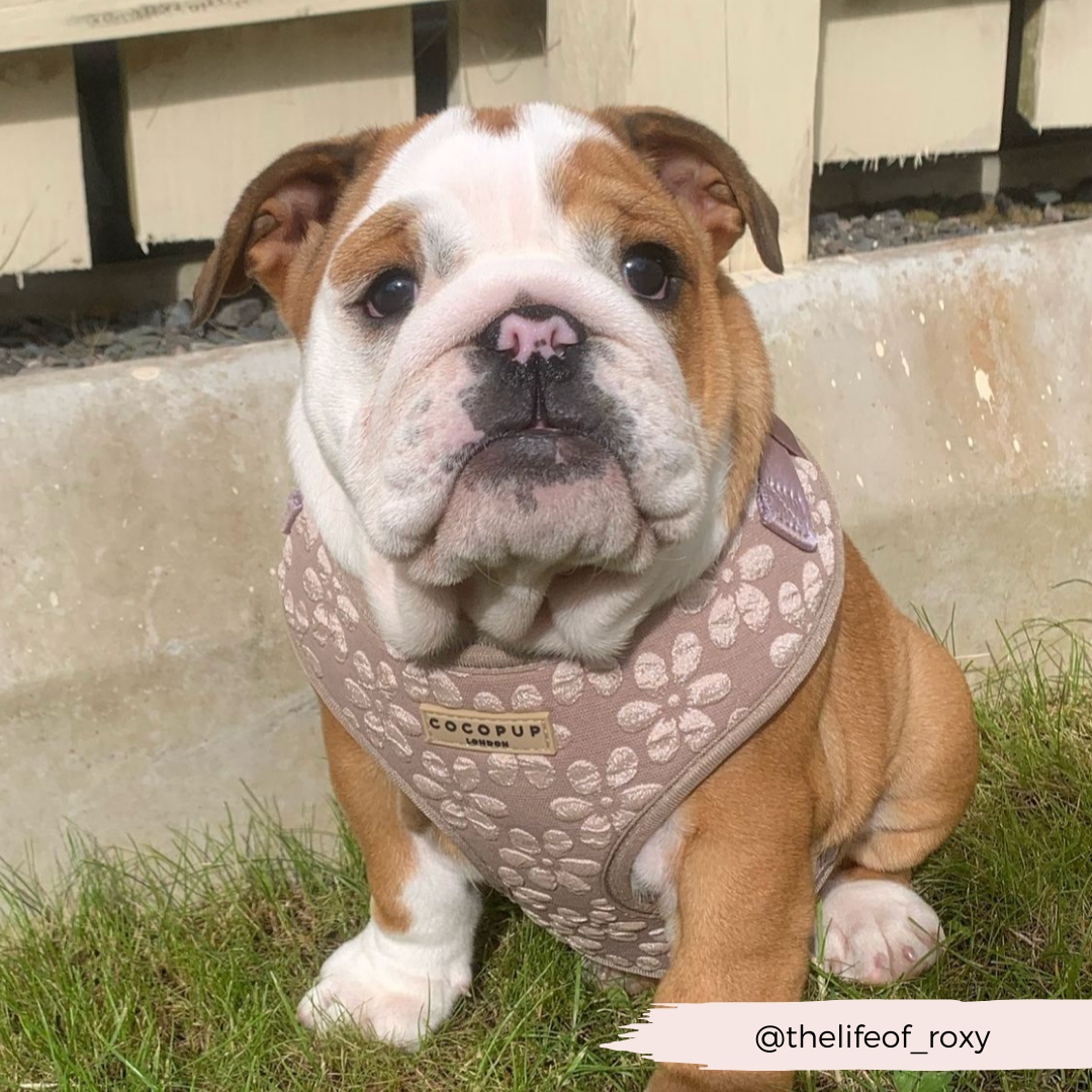 Luxe Adjustable Neck HARNESS- Mocha Flower