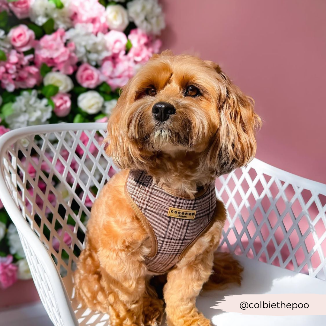 Pup Plaid Adjustable Neck HARNESS