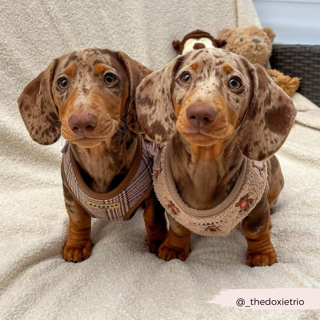 Pup Plaid Adjustable Neck HARNESS