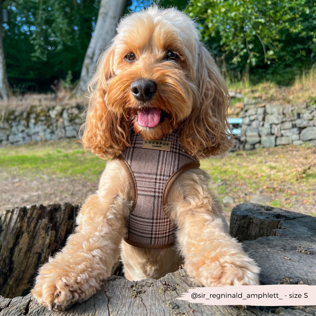 Pup Plaid Adjustable Neck HARNESS