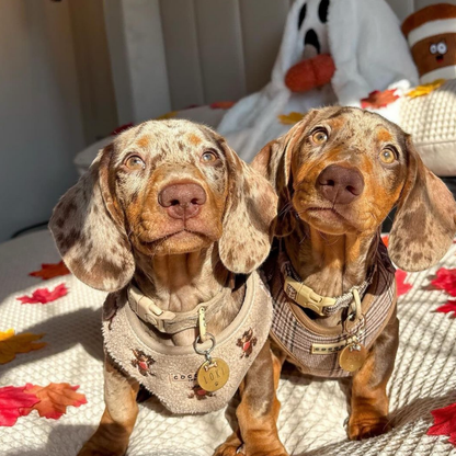 Pup Plaid Adjustable Neck HARNESS