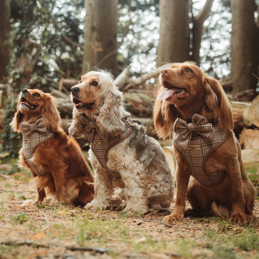 Pup Plaid Adjustable Neck HARNESS