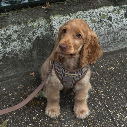 Pup Plaid Adjustable Neck HARNESS