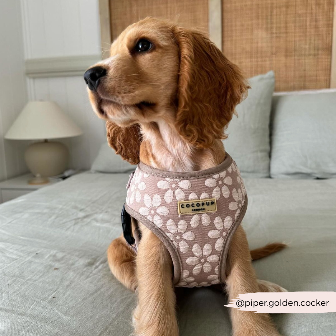 Luxe Adjustable Neck HARNESS- Mocha Flower