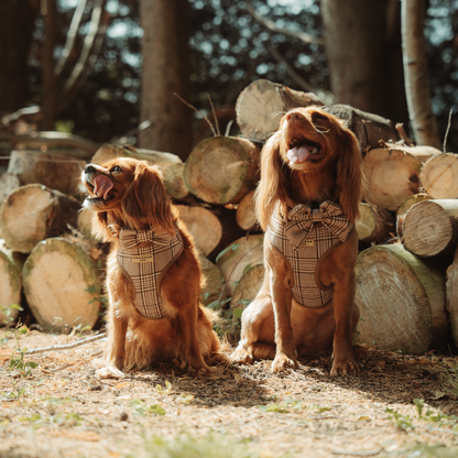 Pup Plaid Adjustable Neck HARNESS