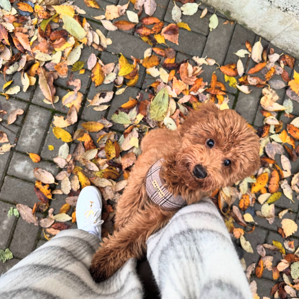 Pup Plaid Adjustable Neck HARNESS